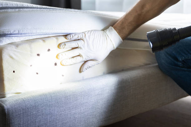 Best Ant Control Services  in Madisonville, TN