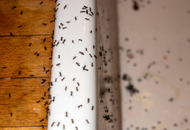 Best Best Pest Control Companies  in Madisonville, TN