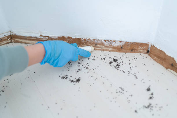 Best Cockroach Control Services  in Madisonville, TN
